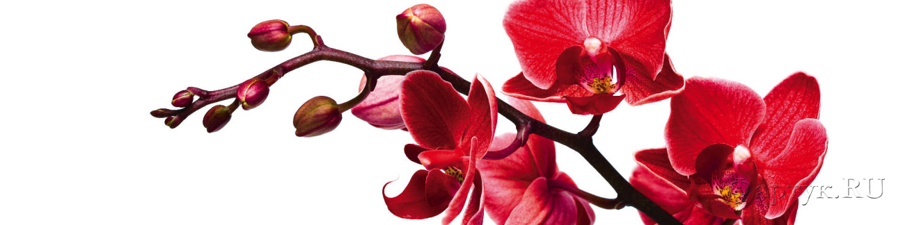 Скинали — Красные орхидеи на белом фоне