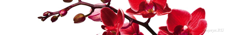 Скинали — Красные орхидеи на белом фоне