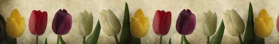 Скинали — Тюльпаны на бежевом фоне