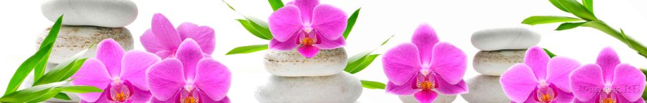 Скинали — Фиолетовая орхидея на белых камнях