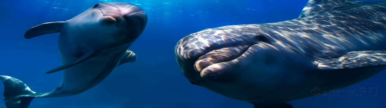 Скинали — Подводный мир Дельфины