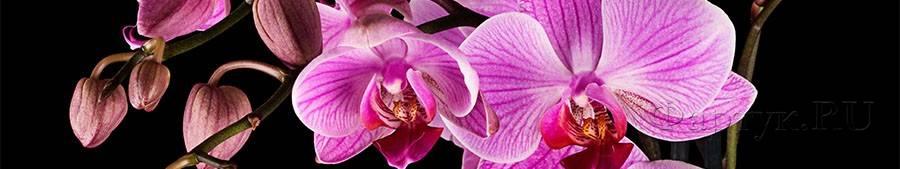 Скинали — Фиолетовые орхидеи