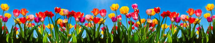 Скинали — Тюльпаны на фоне неба крупным планом