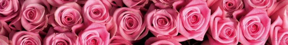 Скинали — Розовые розы