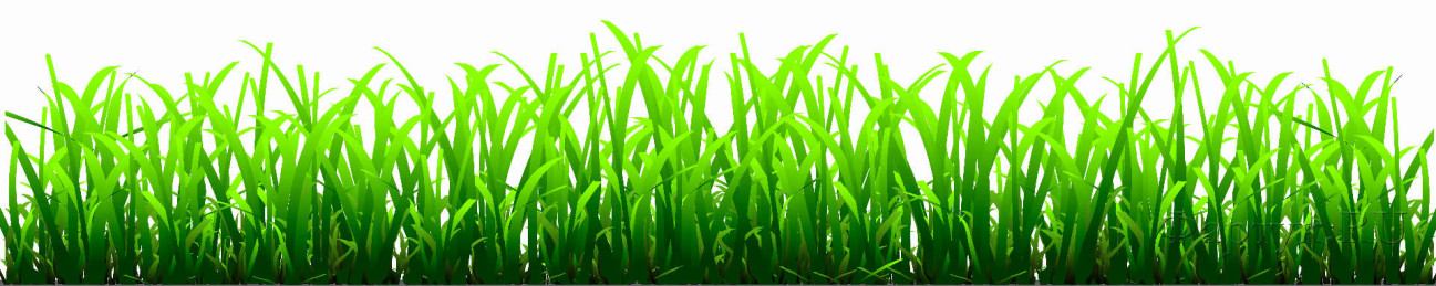 Скинали — Высокая зеленая трава на белом фоне