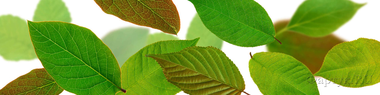 Скинали — Опавшие зеленые листья
