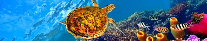 Скинали — Морская черепаха на морском дне