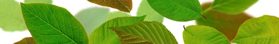 Скинали — Опавшие зеленые листья