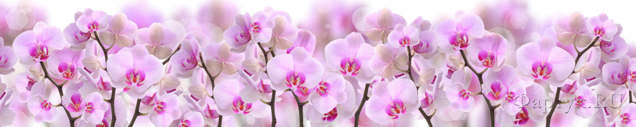 Скинали — Красивые орхидеи