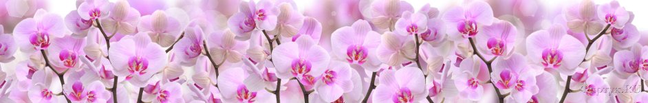 Скинали — Красивые орхидеи