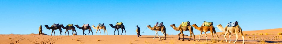 Скинали — Верблюды в пустыне