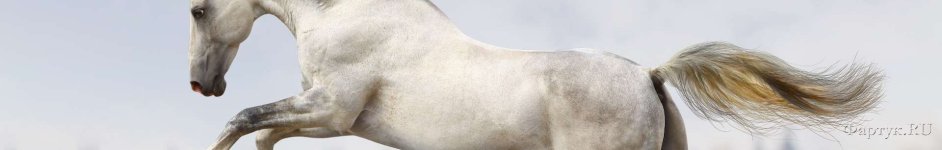 Скинали — Красивая белая лошадь на скаку