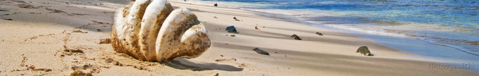 Скинали — Ракушка на песчаном берегу моря