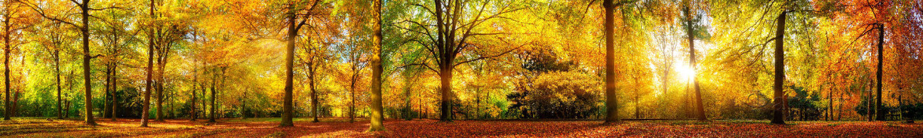 Скинали — Осенний солнечный лес с красными деревьями и опавшими листьями