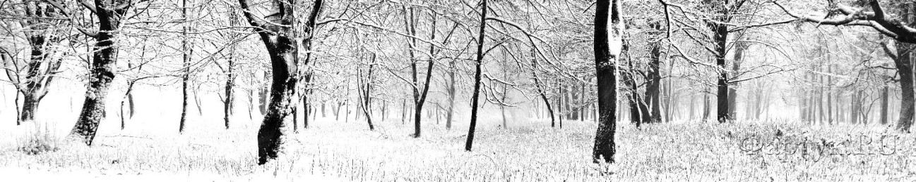 Скинали — Деревья в лесу покрыты свежим снегом после снегопада