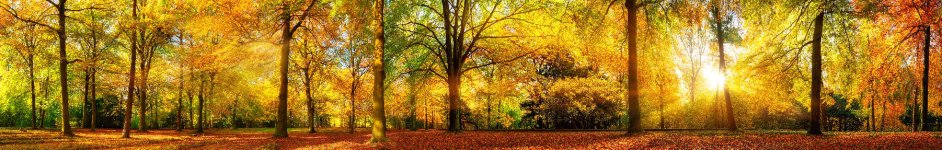Скинали — Осенний солнечный лес с красными деревьями и опавшими листьями