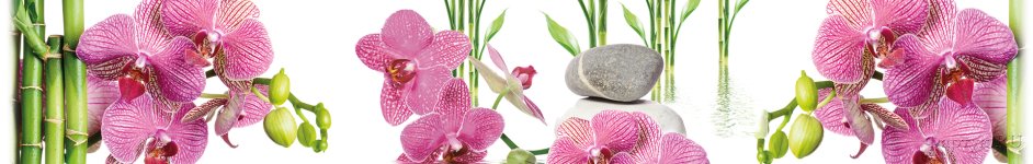 Скинали — Крупные орхидеи