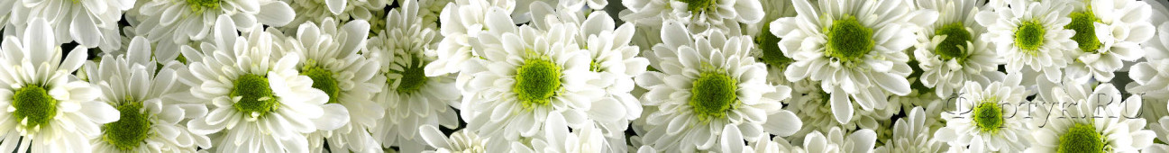 Скинали — Белые хризантемы