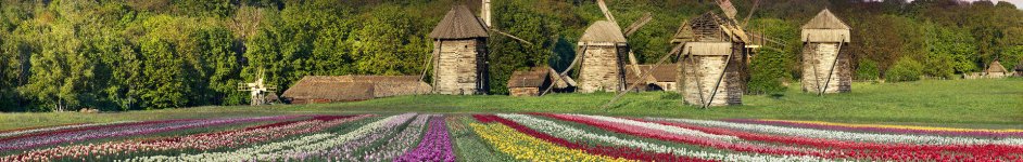 Скинали — Ряды посаженных тюльпанов