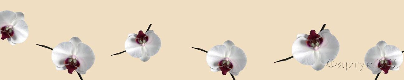Скинали — Орхидеи на бежевом фоне