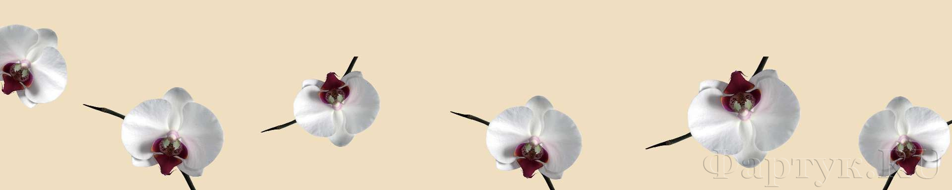 Орхидеи на бежевом фоне