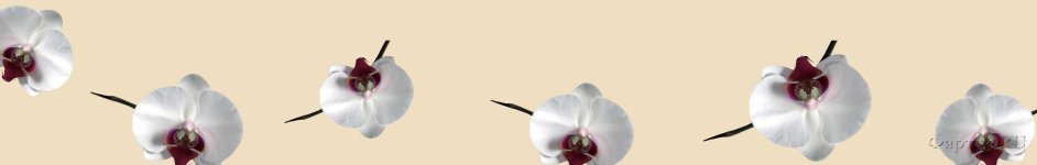 Скинали — Орхидеи на бежевом фоне