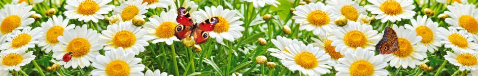 Скинали — Бабочки на ромашковом поле