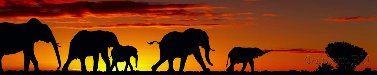 Скинали — Слоны на закате