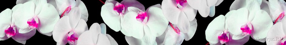 Скинали — Белые орхидеи на чёрном фоне