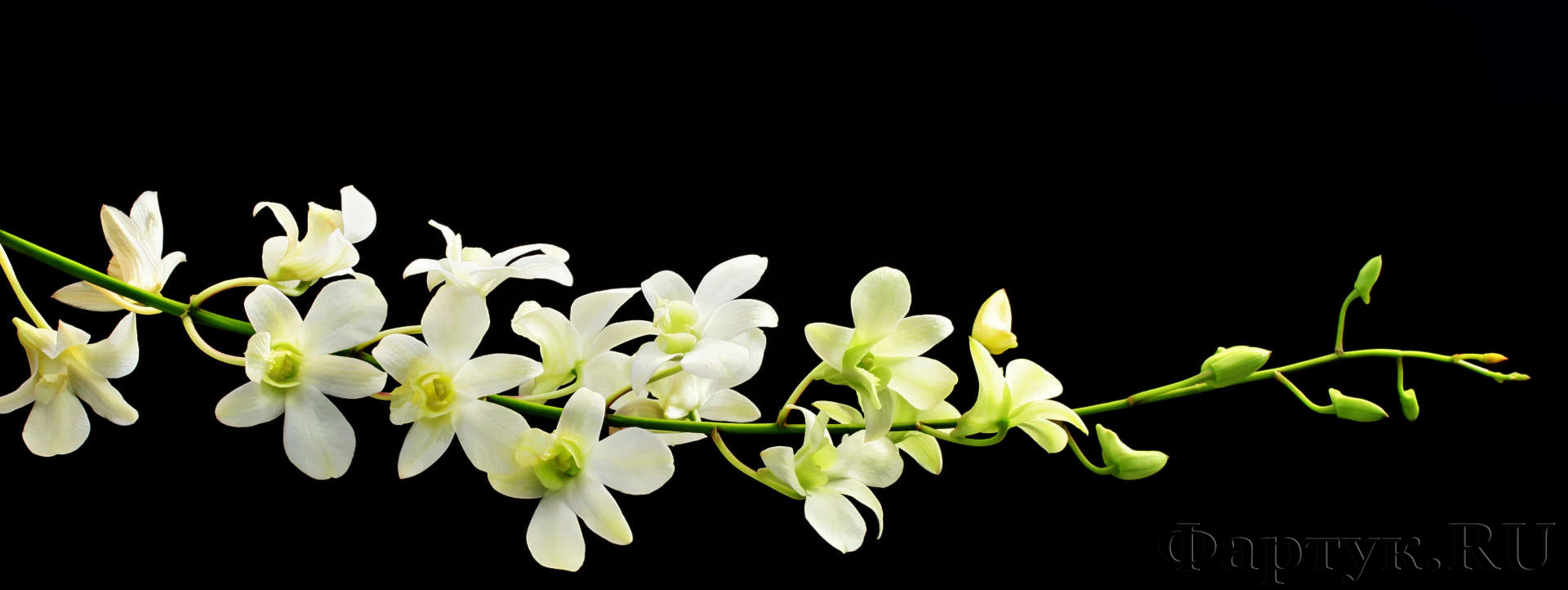 Ветка орхидеи на черном фоне