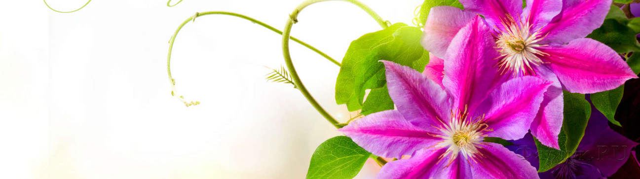 Скинали — Крупные фиолетовые цветы