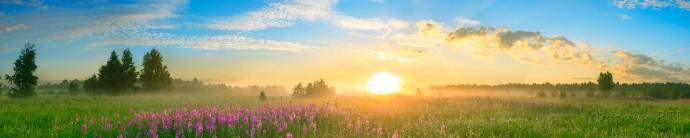 Скинали — Цветущее поле на фоне яркого солнца