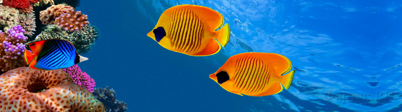 Скинали — Подводный мир рыбки