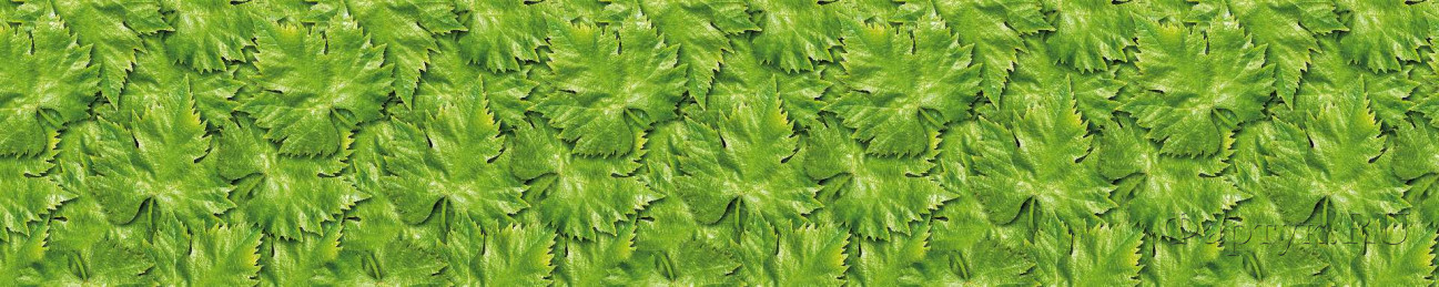 Скинали — Текстура зеленых листьев