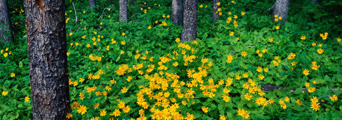 Скинали — Желтые цветы в лесу
