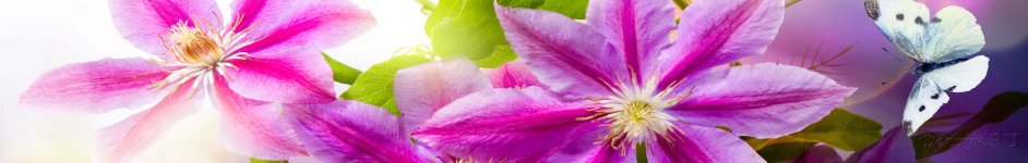 Скинали — Розовые клематисы с бабочкой