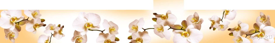 Скинали — Орхидеи на желтом фоне