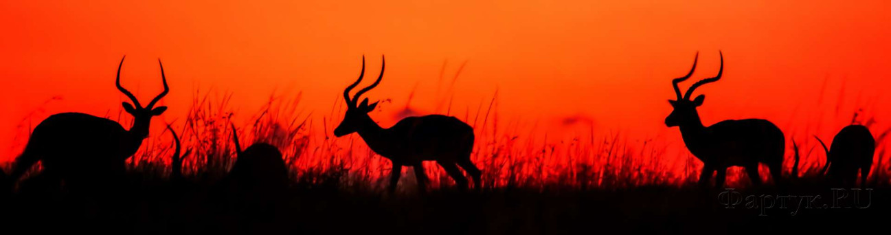 Скинали — Антилопы на закате