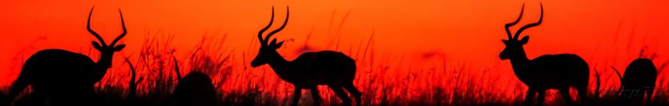 Скинали — Антилопы на закате