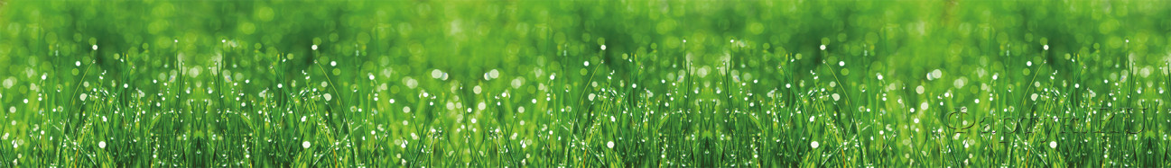 Скинали — Сочная трава с капельками росы.