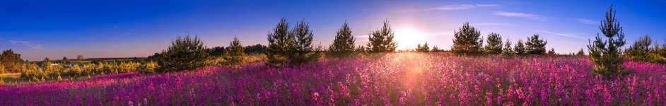 Скинали — Летний пейзаж цветущего луга