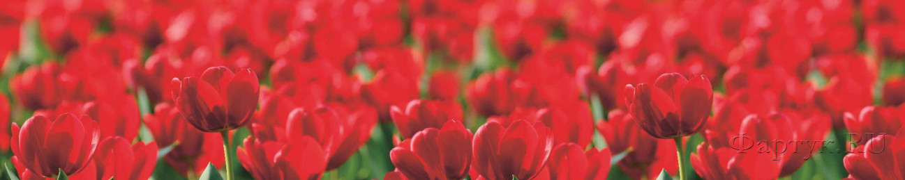 Скинали — Поле красных тюльпанов