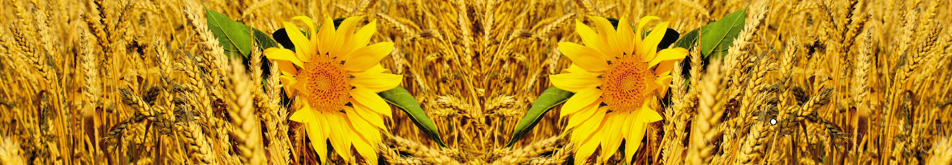 Подсолнухи в пшенице