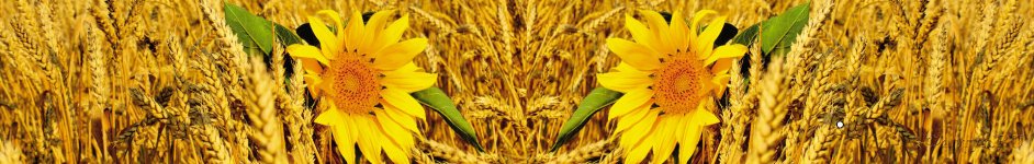 Скинали — Подсолнухи в пшенице
