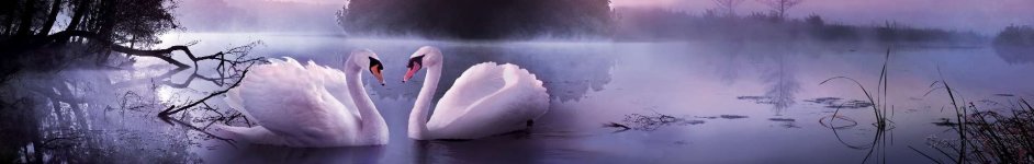 Скинали — Лебеди в туманной дымке