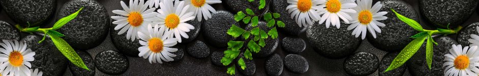 Скинали — Ромашки на черных камнях и капли воды