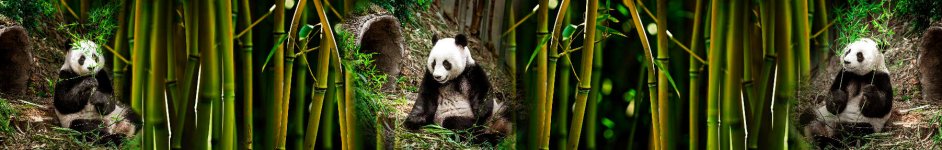 Скинали — Панда в бамбуковых зарослях