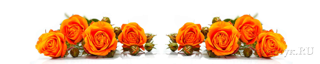 Скинали — Оранжевые розы на белом фоне