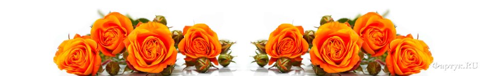 Скинали — Оранжевые розы на белом фоне