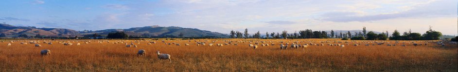Скинали — Овцы на пастбище